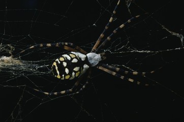Yellow Garden Spider (Argiope Aurantia)