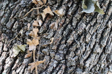 texture écorce d'arbre