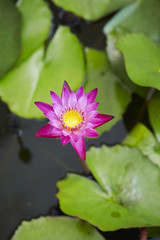 lotus 