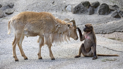 Bleeding heart monkey