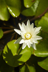 lotus 