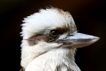 Kookaburra head portrait