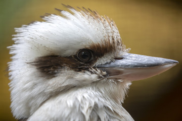 Kookaburra head portrait