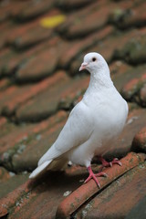 White pigeon on roof