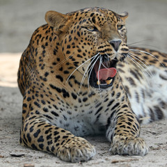 Sri Lankan leopard