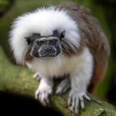 Cotton-top tamarin