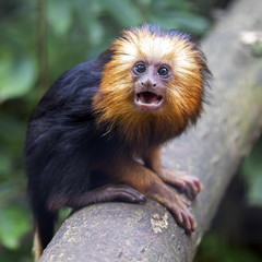 Young lion tamarin