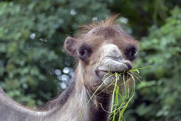 Camel eating grass