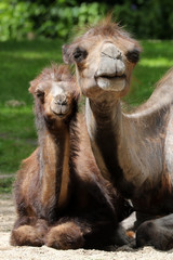 Obraz premium Camel mother with child