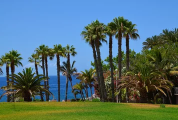 Poster Beautiful coastal view with palm trees near El Duque beach in Costa Adeje,Tenerife,Canary islands,Spain.Travel or vacation concept. © svf74