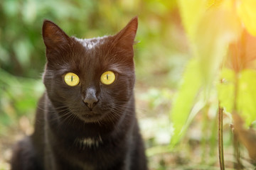 Beautiful bombay black cat portrait with yellow eyes and attentive look