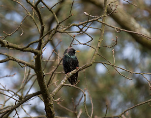 Obraz premium starling / szpak - Sturnus vulgaris, Poland