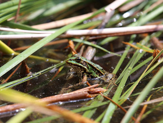 Frog - Pelophylax kl. esculentus, Poland