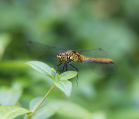 Dragonfly, close shot of an insect sitting on a leaf, clearly visible details macro photography, Poland