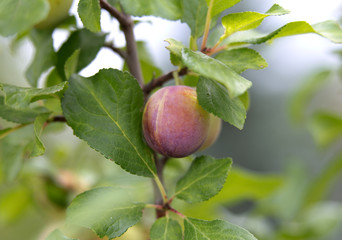 plum on the tree, Poland
