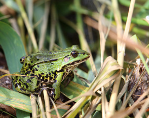 Frog - Pelophylax kl. esculentus, green frog in Poland