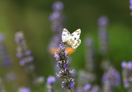 butterfly on lavender, clearly visible details macro photography
