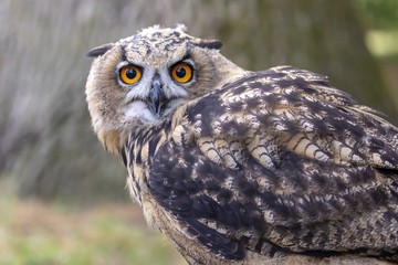 Eurasian Eagle Owl