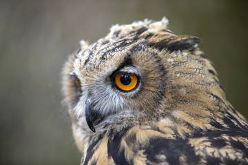 Eurasian Eagle Owl