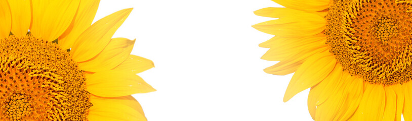 Fototapeta na wymiar Golden summer sunflower background, space for your text 
