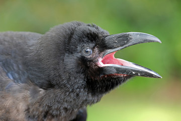 Raven close-up portrat