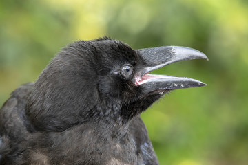 Raven close-up portrat
