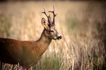 Roe deer © gustav