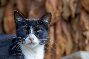 Gato em quintal 