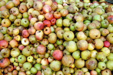 Pommes à cidre avant le pressage, Normandie, France
