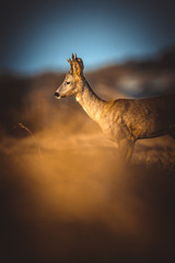 Roe deer © gustav