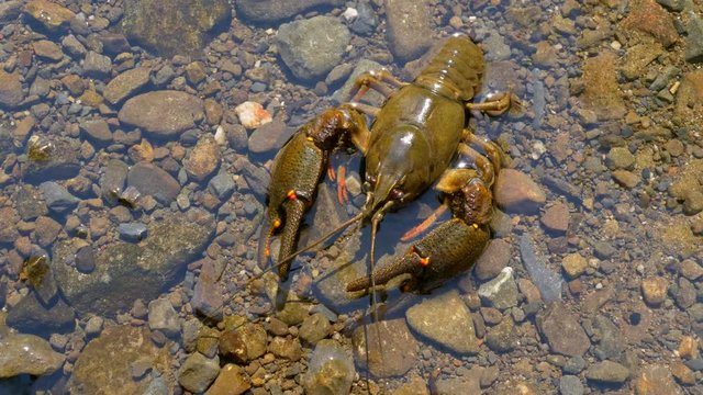 European crayfish (Astacus astacus) stranded on river bank