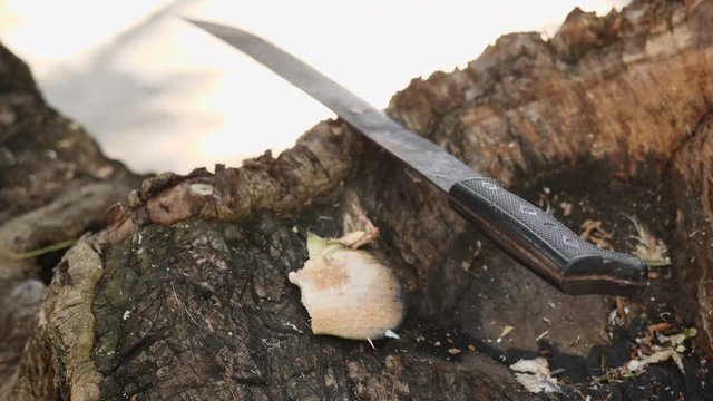Coconut machete on log, close up