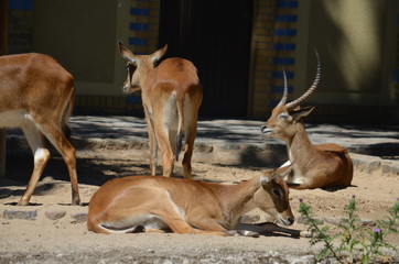 sun day wild deer sleep animal  antelopes