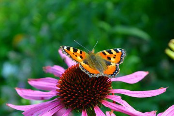 butterfly hives on the pink flower of Echinacea, beautiful bright natural composition, flowering garden, summer paints