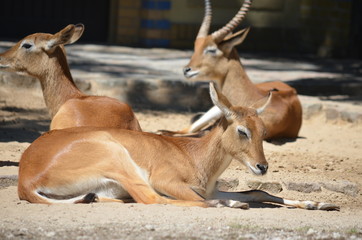 sun day wild deer sleep animal  antelopes