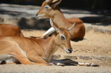 sun day wild deer sleep animal  antelopes