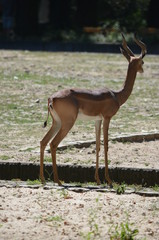 sun day wild animal  antelopes