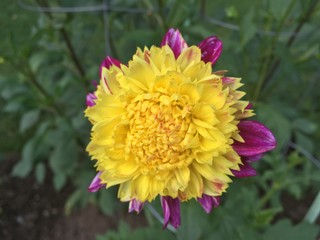 Public Gardens 2018 4