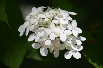 summer white flowers blossom
