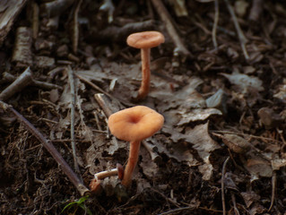 mushroom in the wild.  beatifulcolor in the forest. 