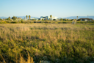 Fototapeta premium nature with sunset in Alviso Marina County Park