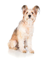 A sitting and alert mixed breed shaggy dog