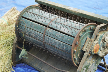 Threshing rice crops 