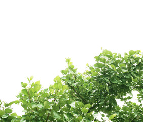Green leaves on white background