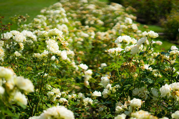 White Rose in Rose Gardens