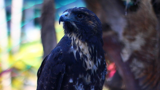 Aguila