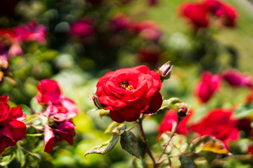 red rose in Rose Gardens