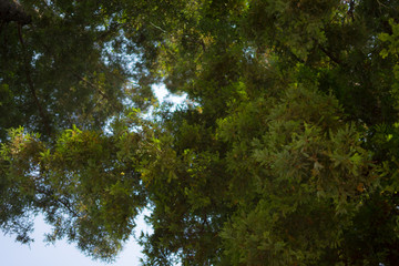 Fototapeta premium under tree view in Rose Gardens