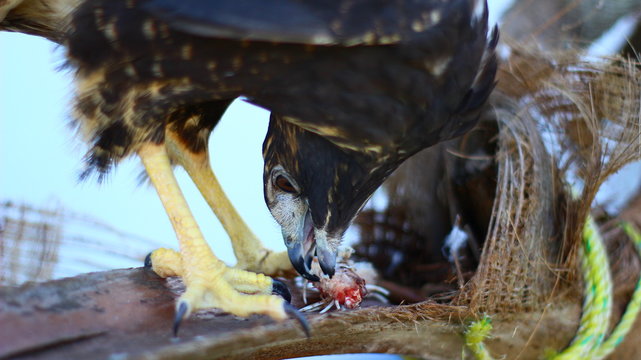 Aguila comiendo
