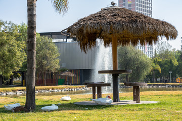 ESTRUCTURA EN PARQUE CON PALMA